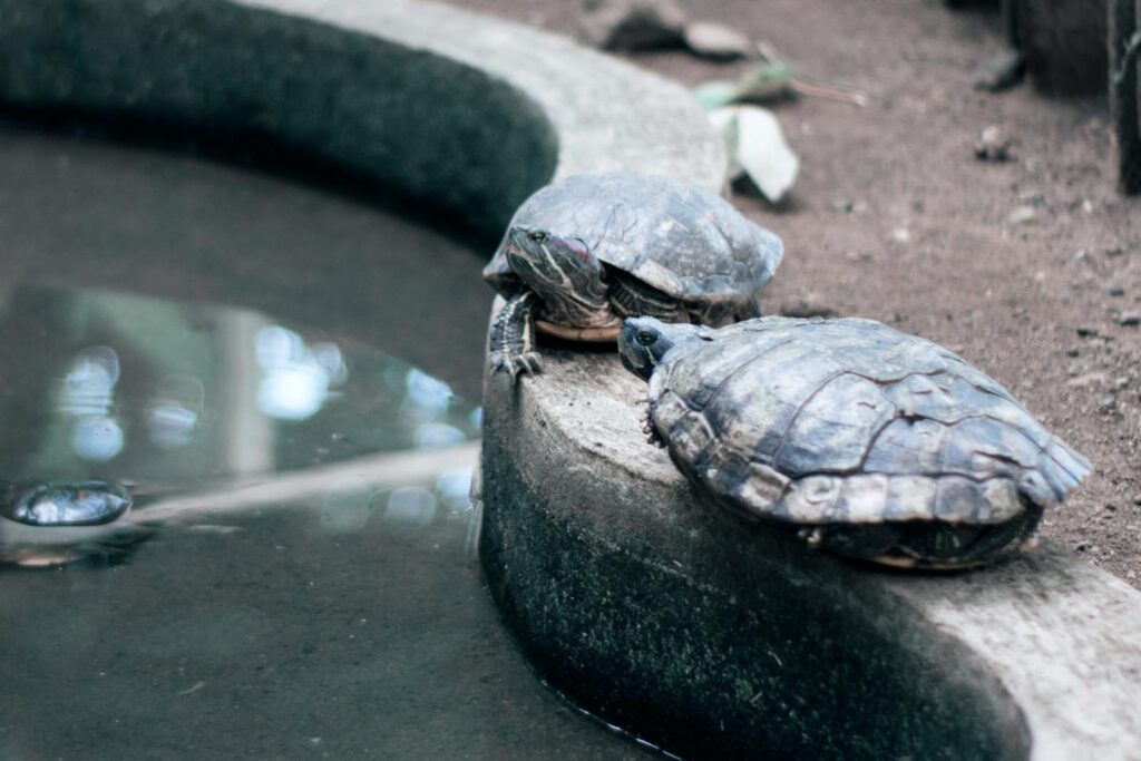 Two turtles resting by a pond edge, showcasing their distinct shells and natural habitat.