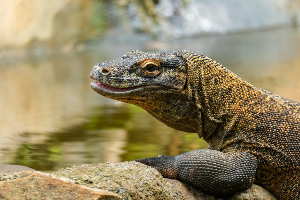 A large lizard sitting on top of a rock