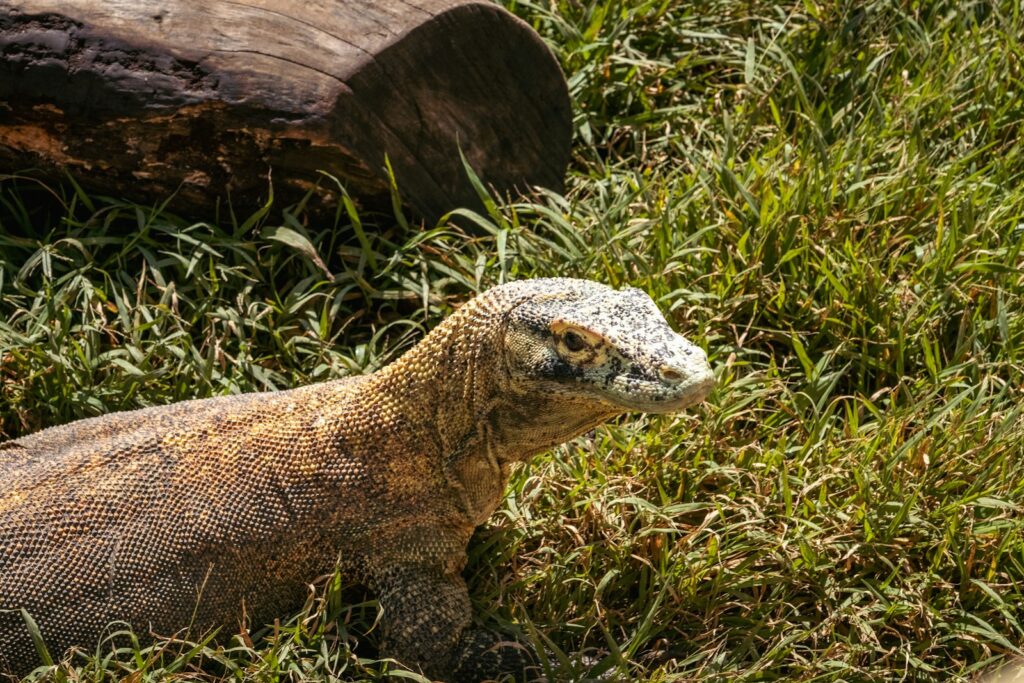 A close up of a small animal in the grass