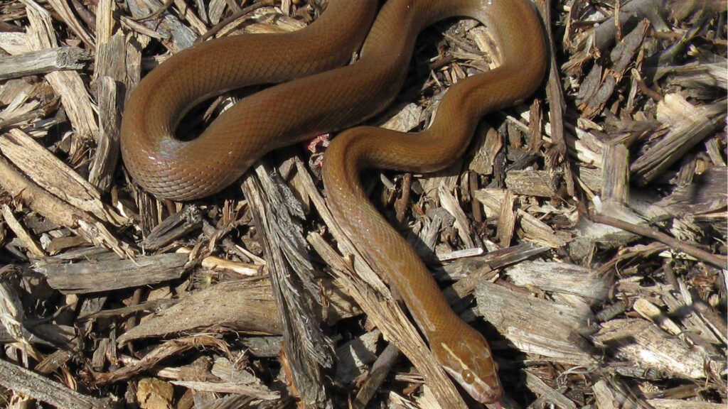 A medium-sized African house snake (Boaedon species) with smooth, brown scales, resting on a bed of dry wood chips.
