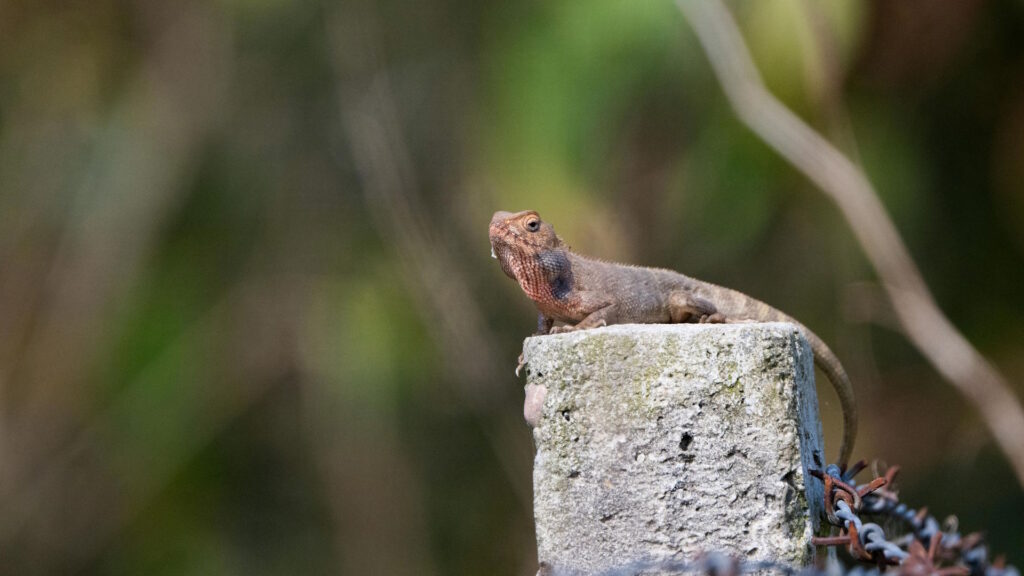 Close-up of an agama lizard basking in the sun on a concrete post with blurred green background.