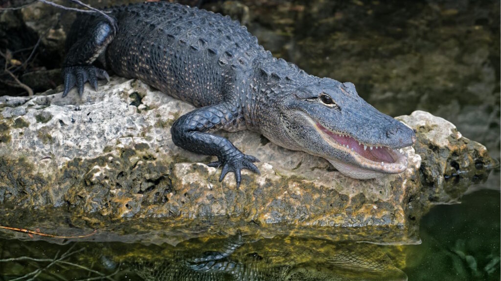 Close-up of an alligator resting on a rock, reflecting in the water.