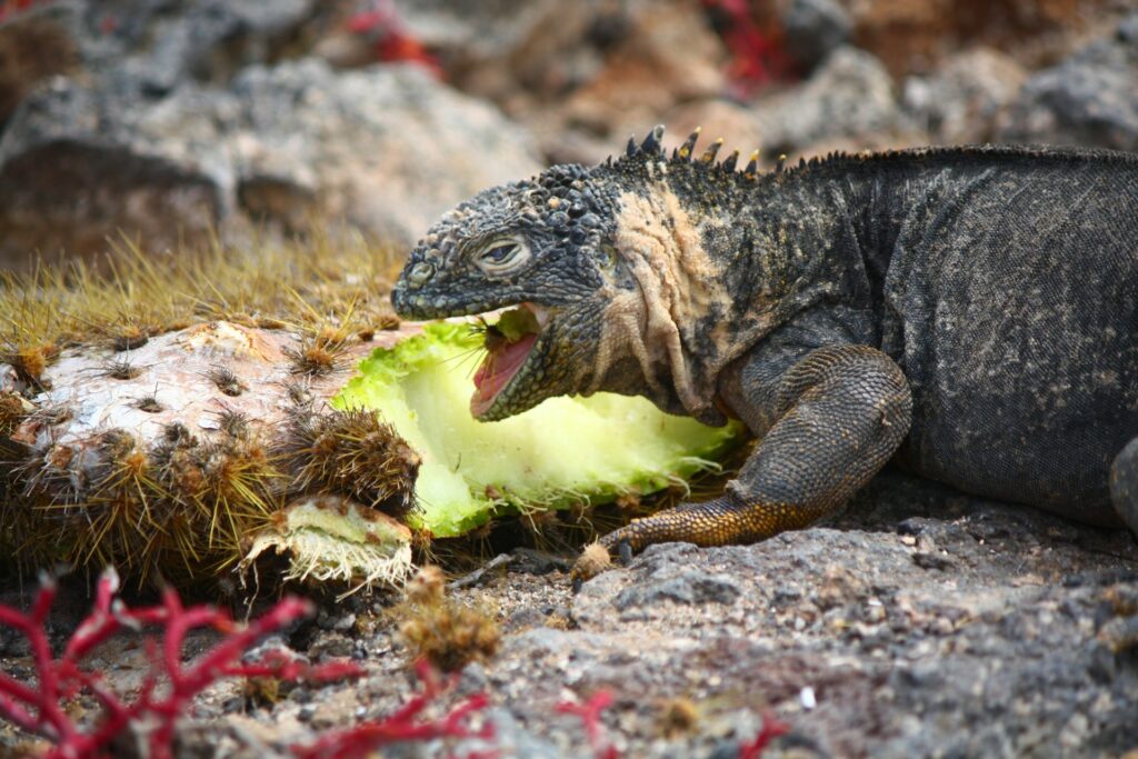 A vibrant iguana enjoying a fruit snack on the ground.