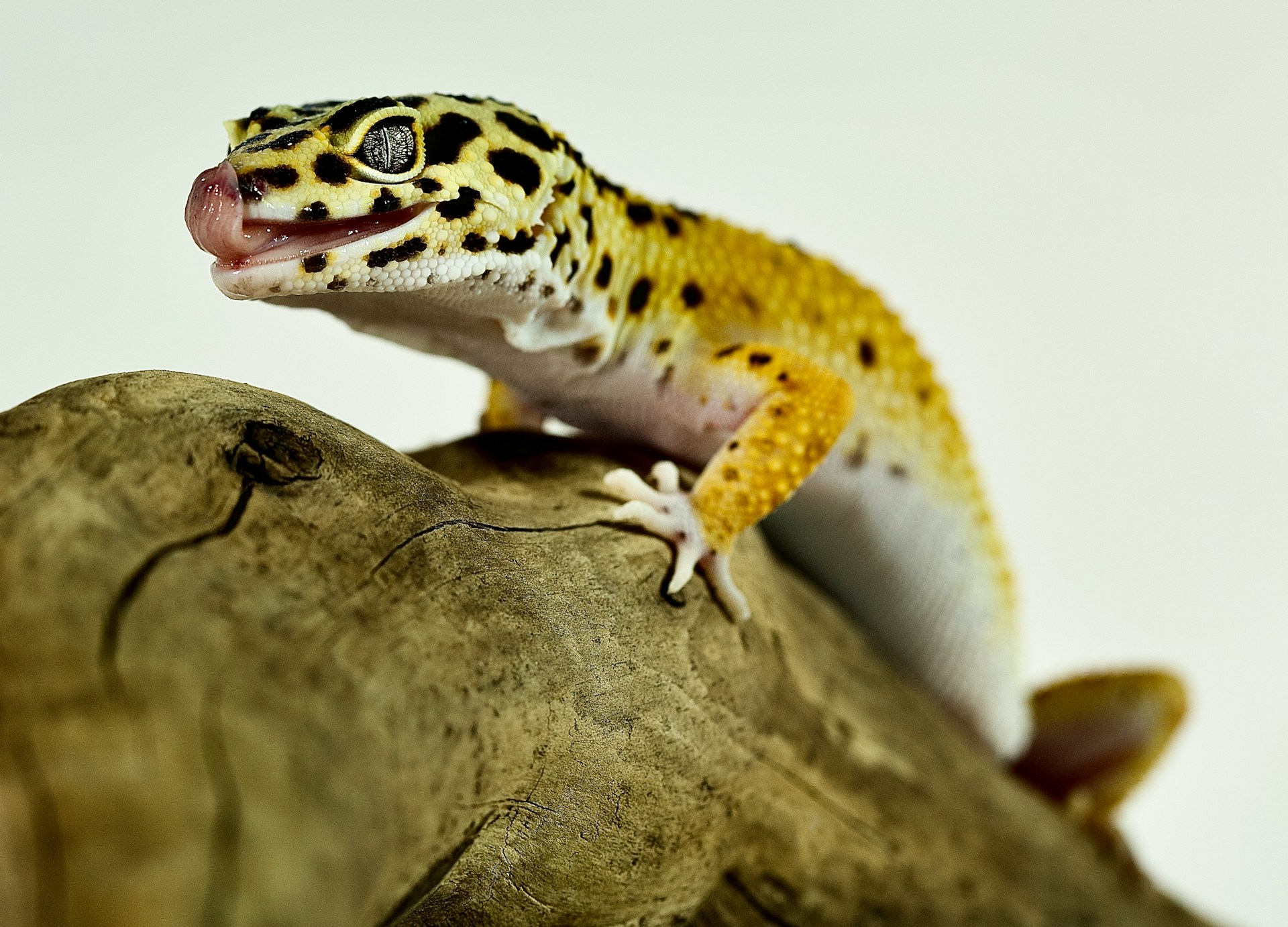 The Best Tank Size for Different Exotic Pet Species