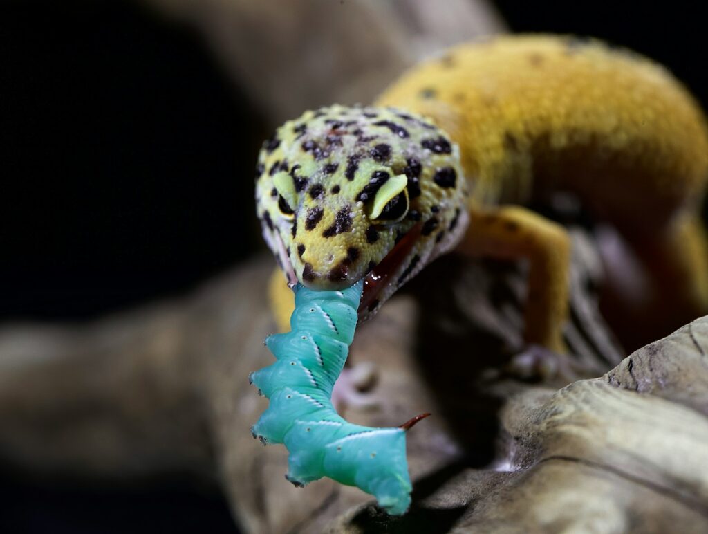 A leopard gecko captures and eats a green worm, showcasing its hunting skills in a natural setting.