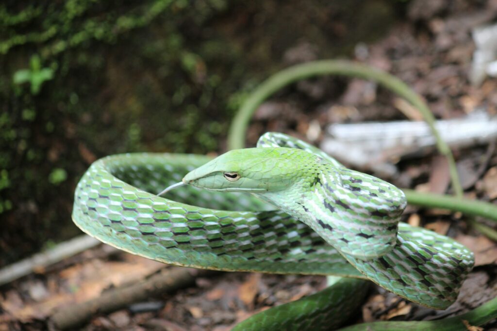 Green snake featuring a white head resting on a tree limb.