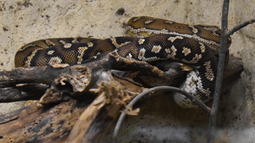Angolan python coiled on a branch, displaying dark brown and tan patterning with white accents.