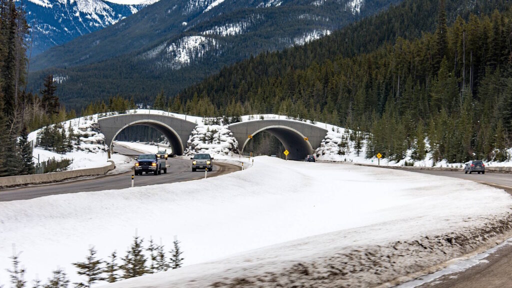 A wildlife overpass spanning a highway, illustrating a habitat‐connectivity solution for reptiles ther wildlife.