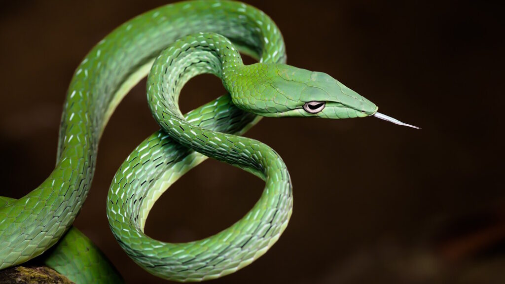 An Asian Vine Snake clinging to a branch, its slender green body and pointed snout perfectly camouflaged among the green branches.