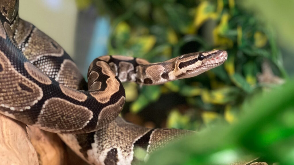 A ball python snake, rests on a branch