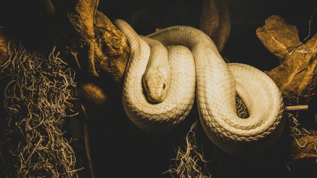 python loosely wrapped around a tree branch, its smooth coils draping over the bark.