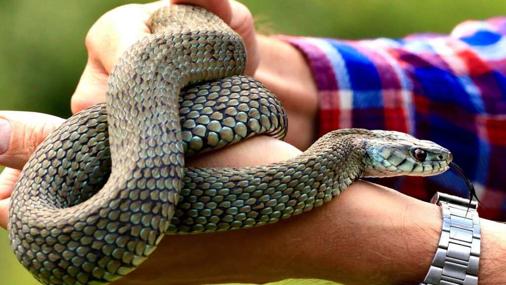 A person holding a snake, illustrating associative learning in snake behavior.