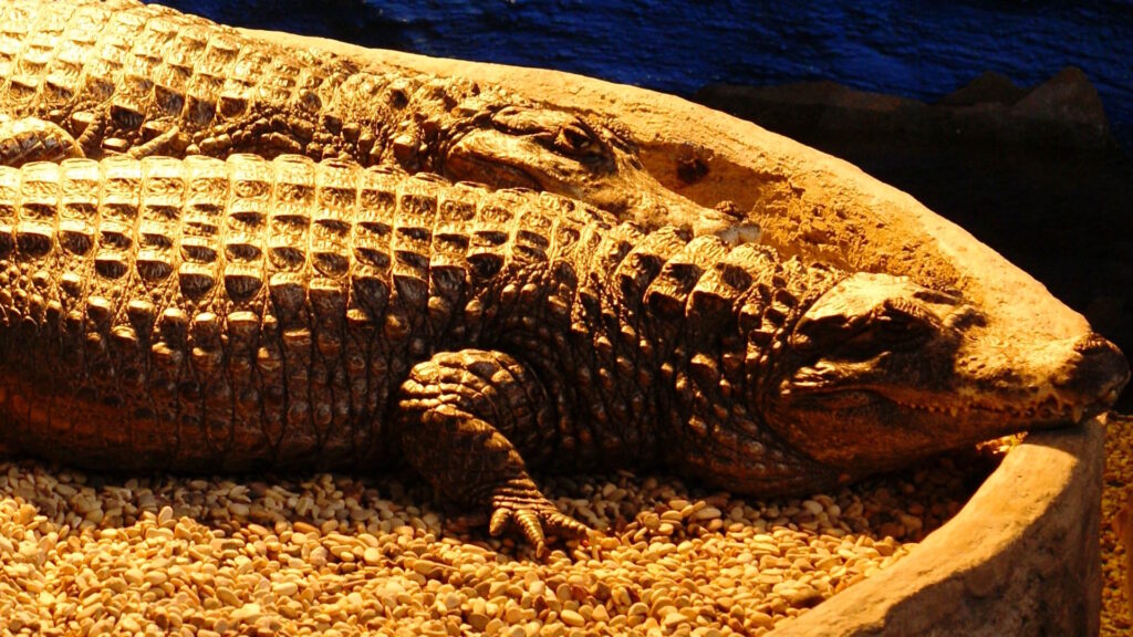 Black Caiman resting (Melanosuchus niger) in Batu Secret Zoo, Indonesia.