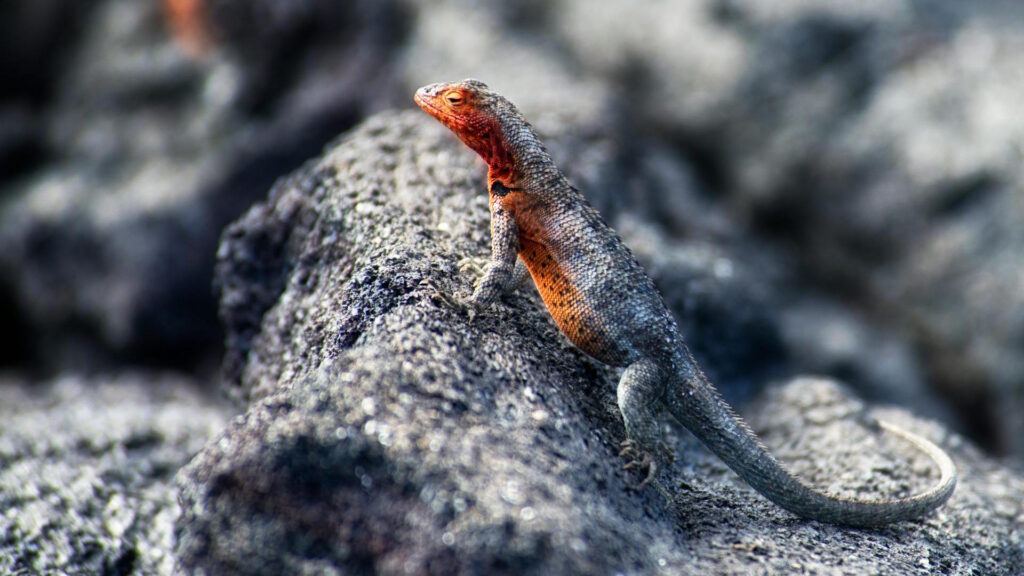 Close-up of a Galápagos lava lizard on volcanic rocks, showcasing vibrant colors in its natural habitat.