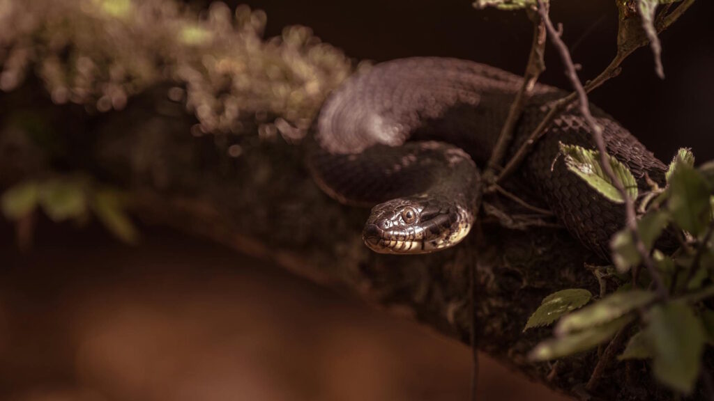 A snake rests on a branch, using its heat-sensing powers to stay alert for prey, predators, or even a mate.