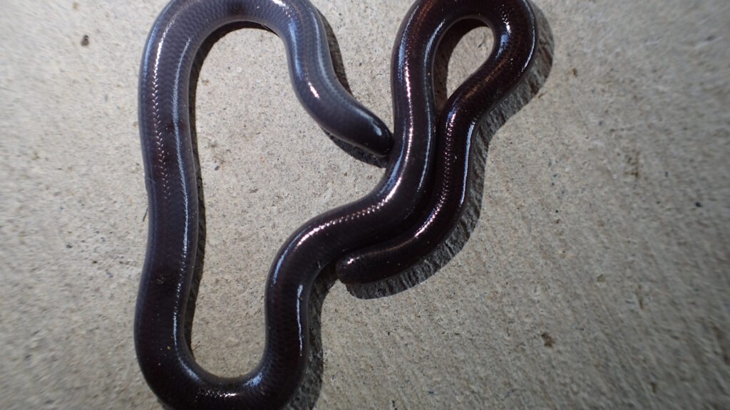 A shiny, dark-colored blind snake with smooth scales curled on a light concrete surface.