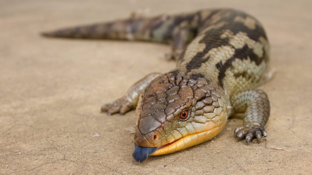 A blotched blue-tongue skink rests on sandy ground, showing off its scaly, patterned body and distinctive blue tongue.