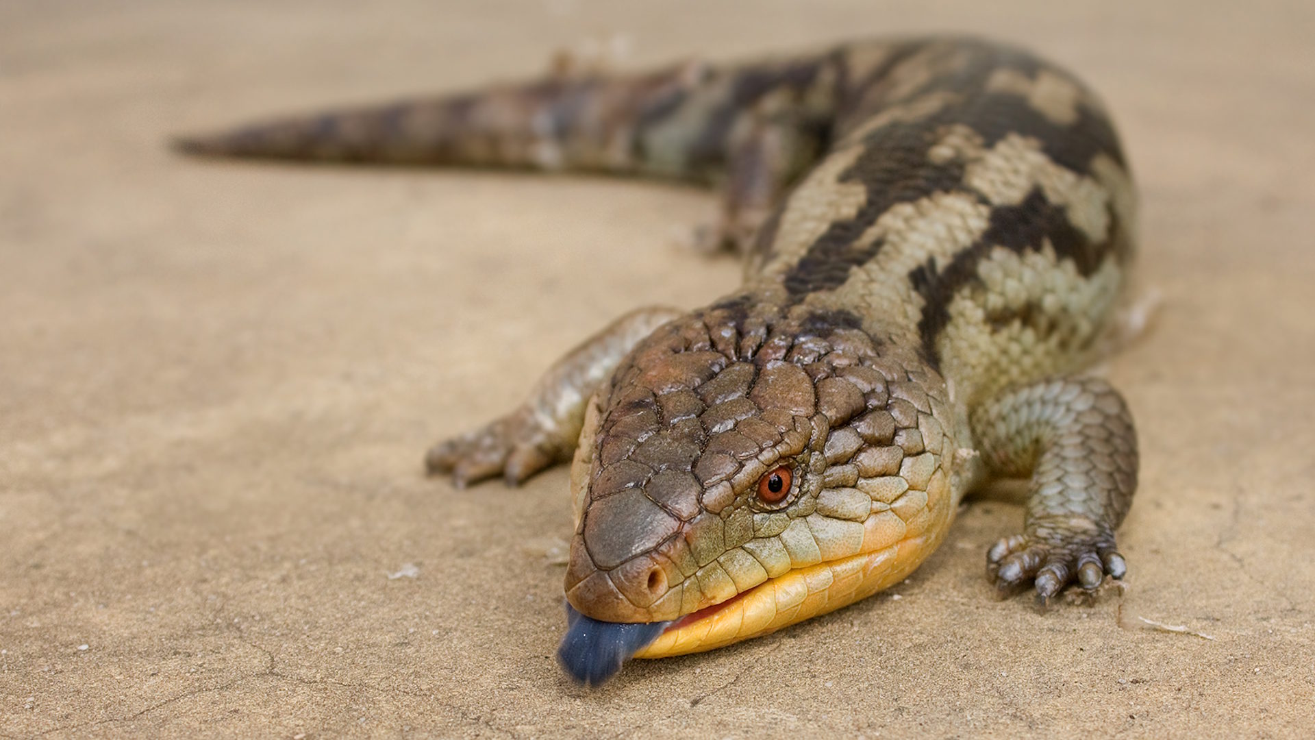 The Most Controversial Reptile Conservation Programs – Are They Helping?