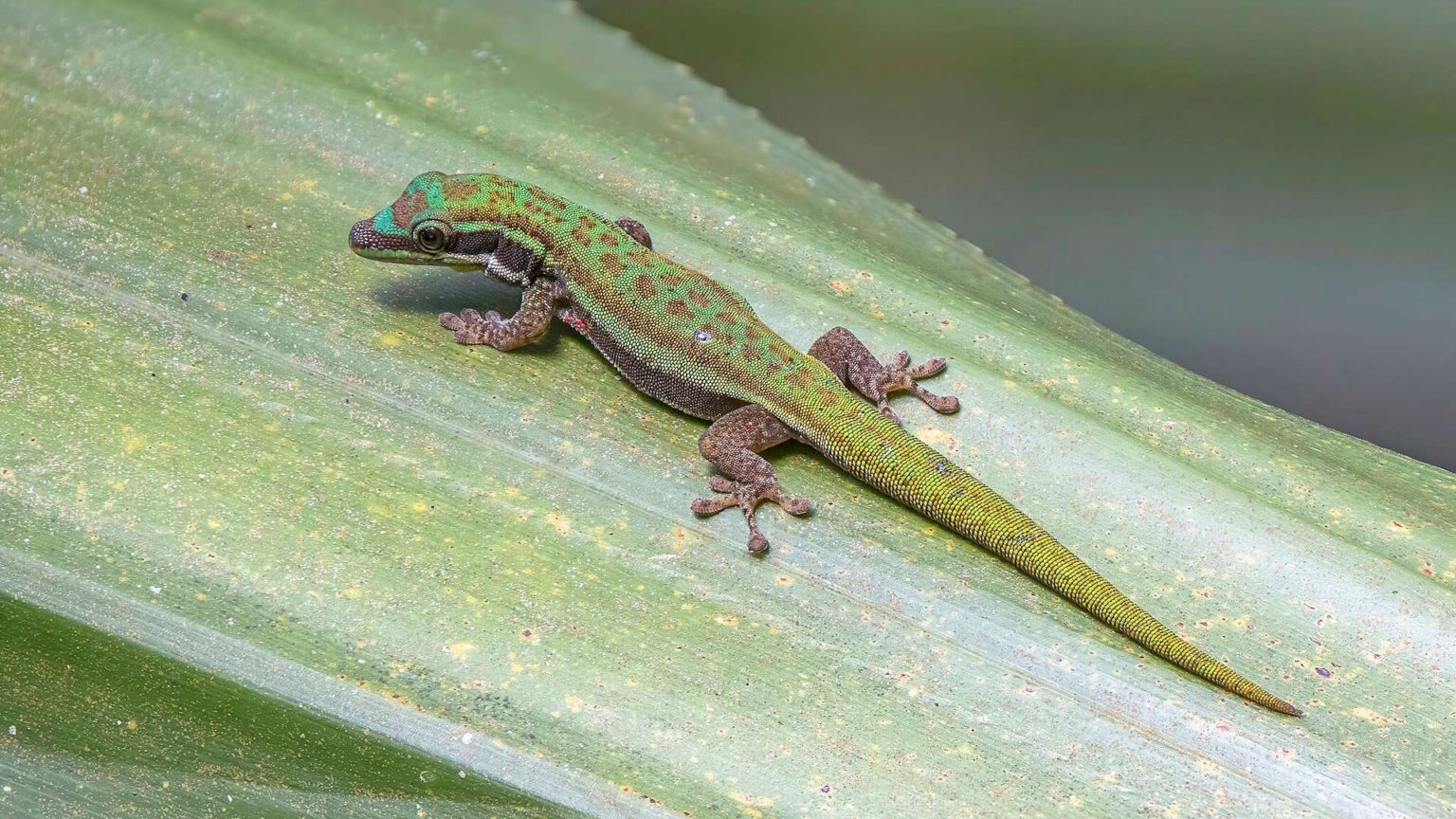 Why Some Lizards Can Climb Walls and Others Can’t – Reptilekingz