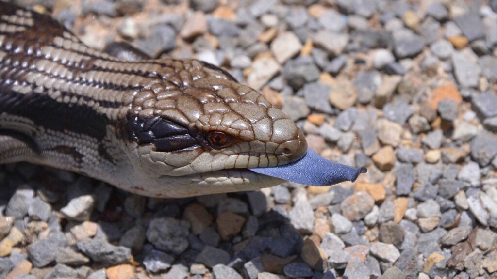 Blue-tongued lizard perched on small rocks in an outdoor setting, extending its vibrant blue tongue.