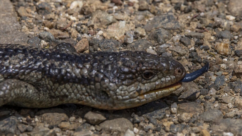 A blotched blue-tongued lizard in Ben Lomond National Park, Tasmania, with its vibrant blue tongue fully extended.