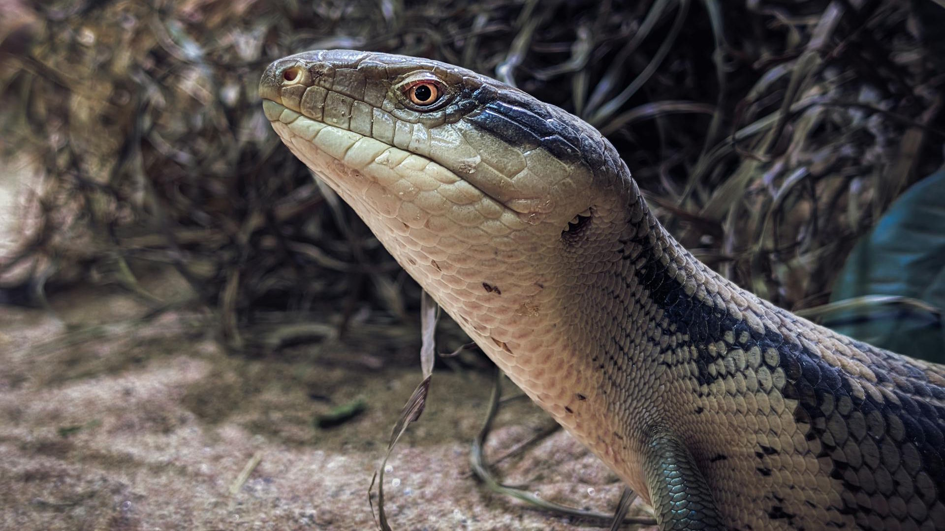Close-up photo of a Blue-Tongued Skink showcasing its vibrant scales and natural surroundings.