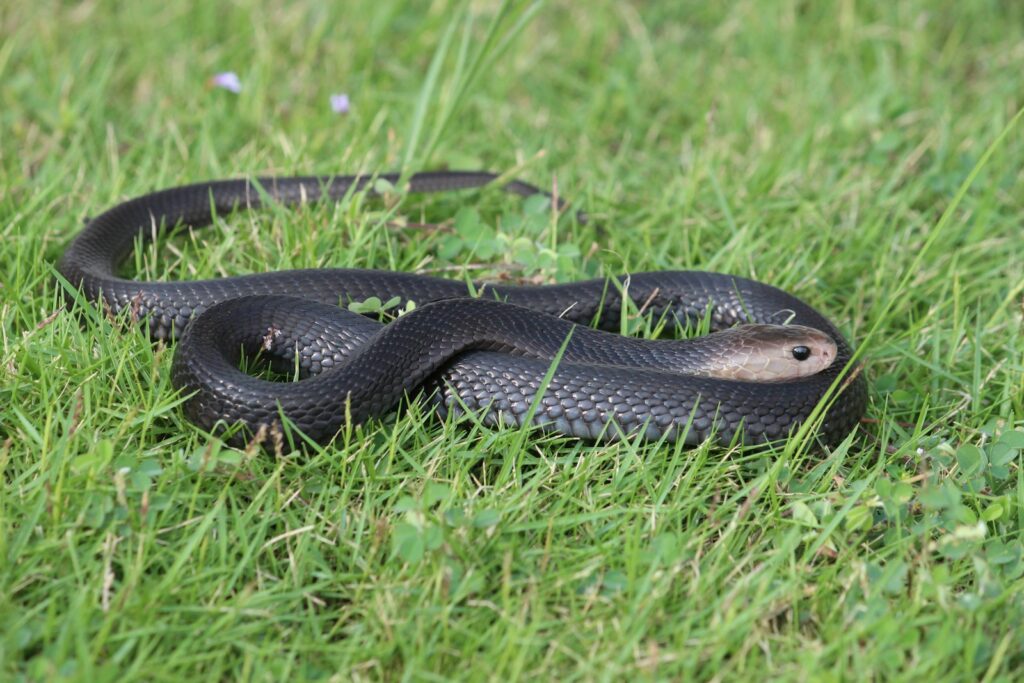 a snake in the grass
