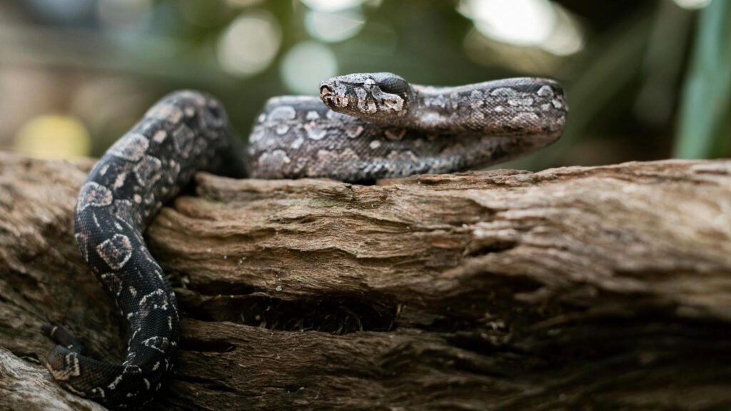 A boa constrictor rests on a log, showcasing its intricate scales and natural camouflage.