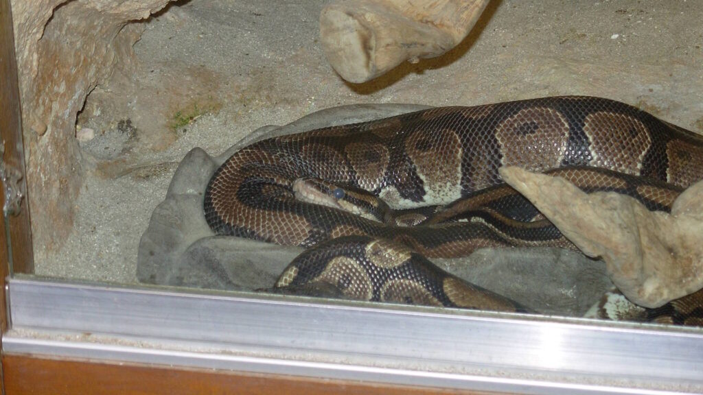 A boa constrictor curled up in its enclosure on wood shaving