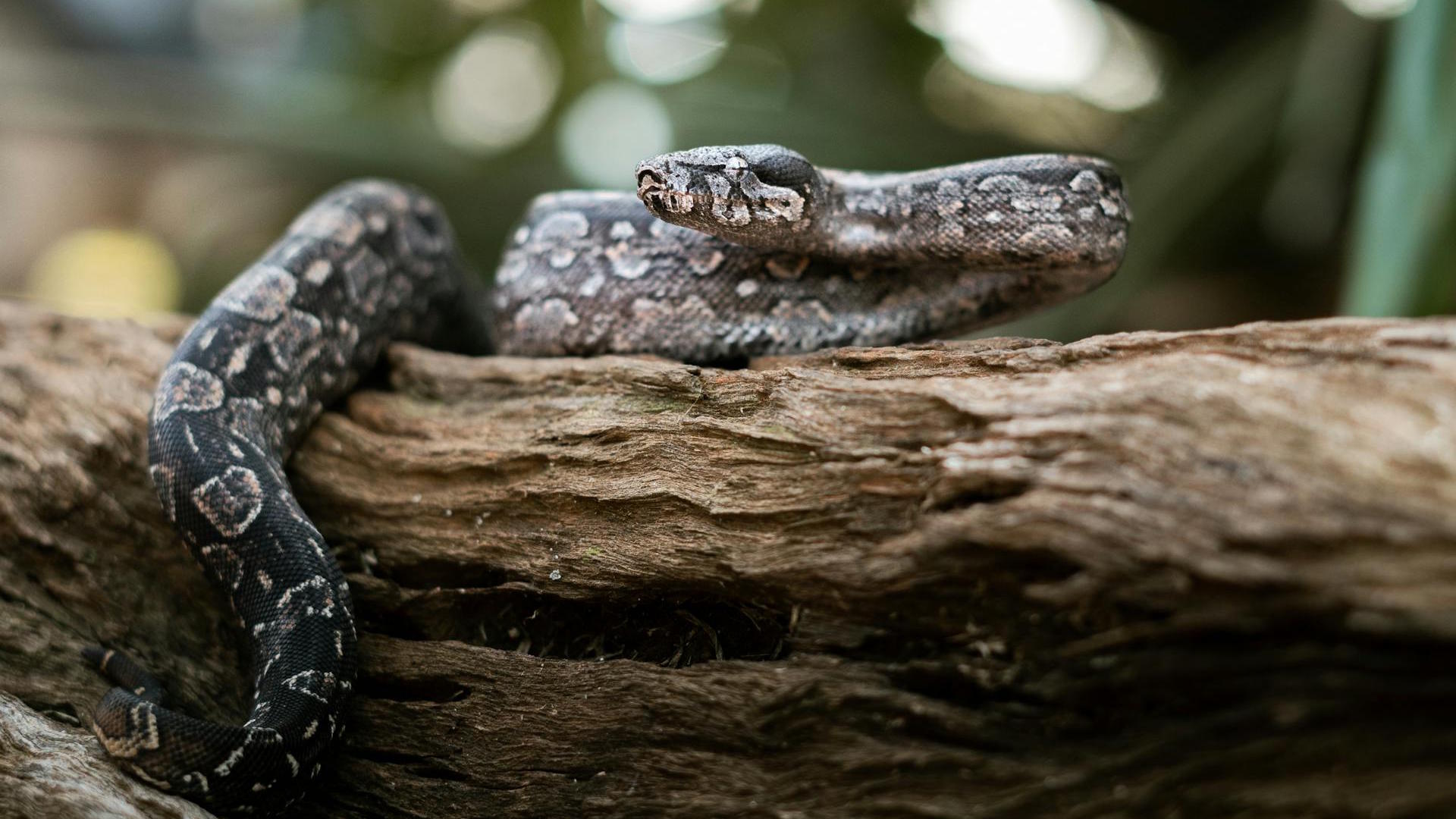 A boa constrictor rests on a log, showcasing its intricate scales and natural camouflage.