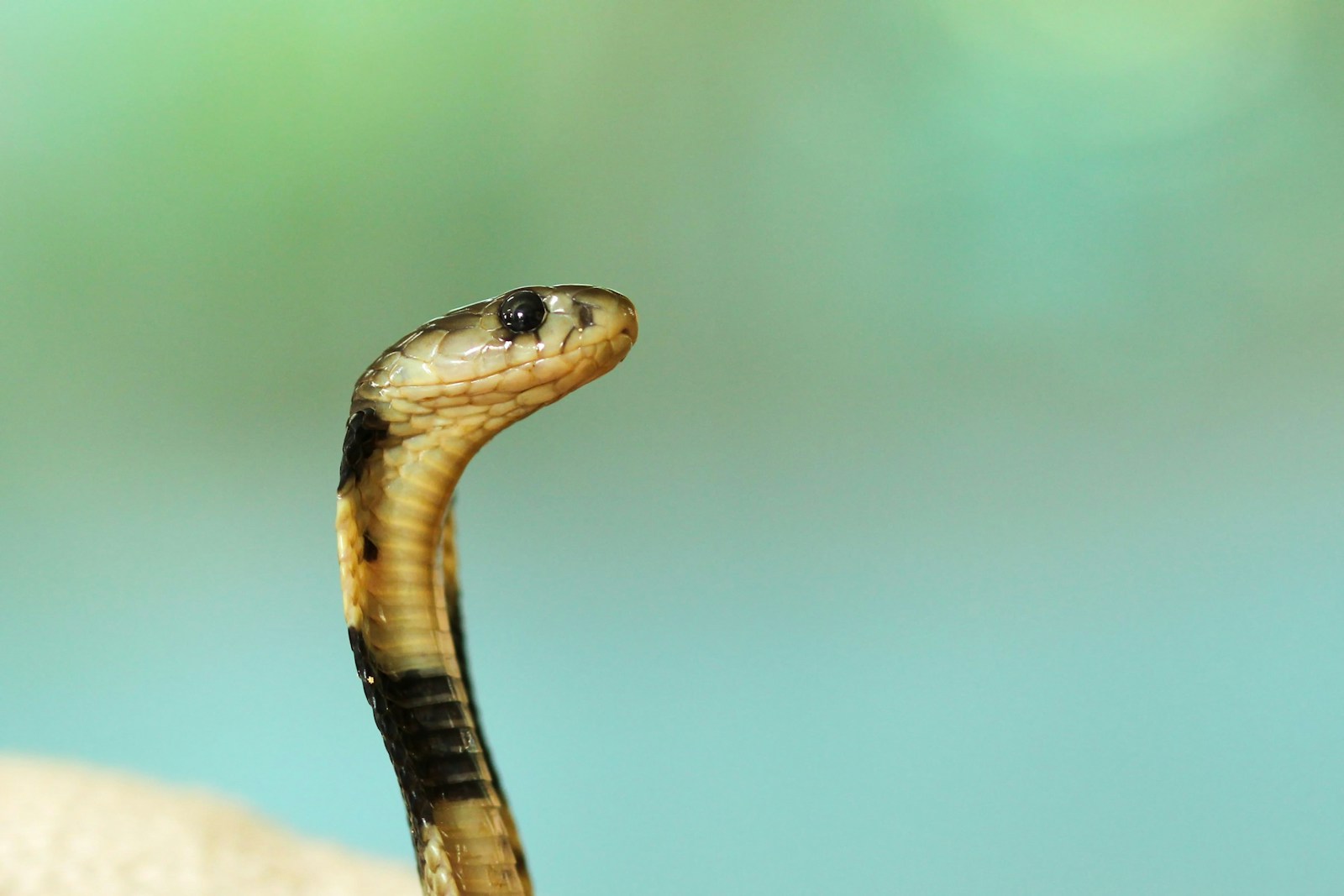 The Largest Venomous Snake in the World – It’s More Than 18 Feet Long