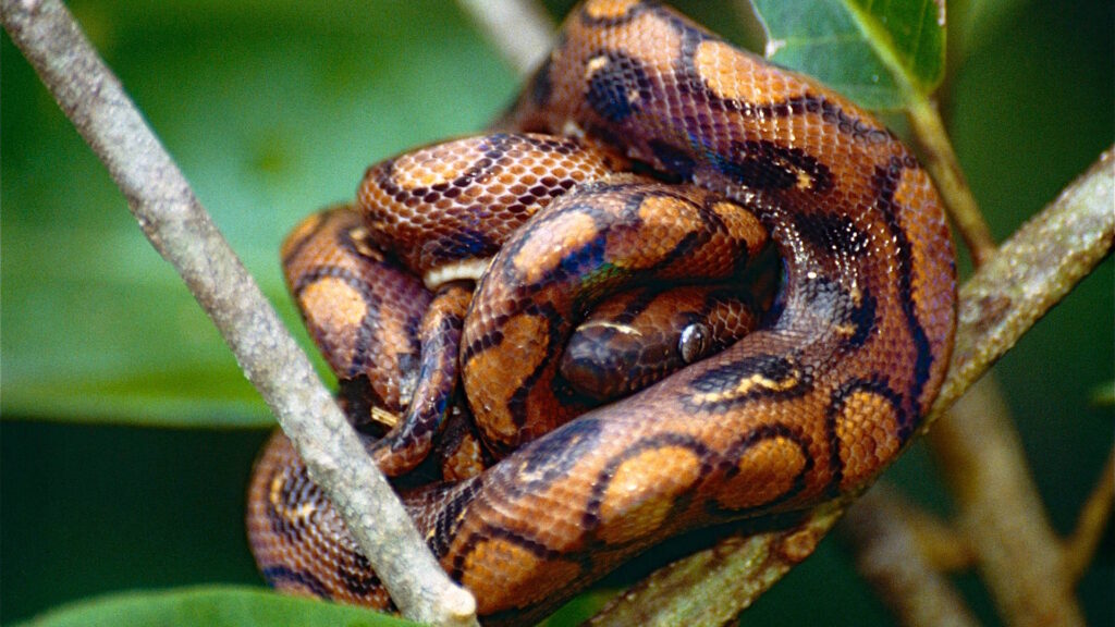 A Brazilian Rainbow Boa coiled around a tree branch
