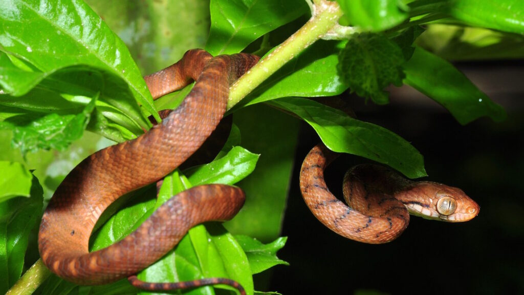 Brown tree snake coiled around green branches and leaves in a forest environment.
