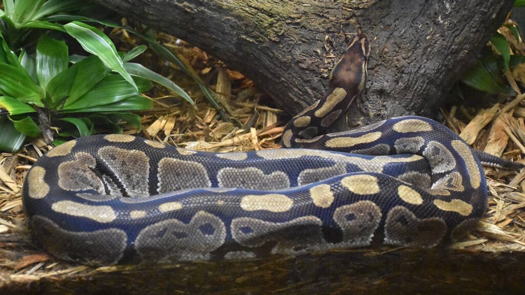 A ball python coiled on a bed of wood chips and leaves in a zoo enclosure.