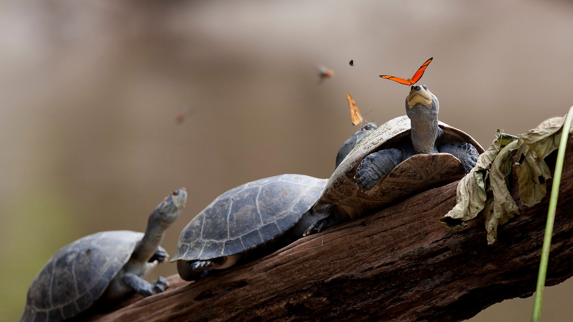 Arrau turtles basking, with a butterfly on one’s nose