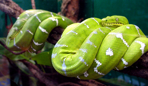 The Most Colorful Venomous Snakes in the World