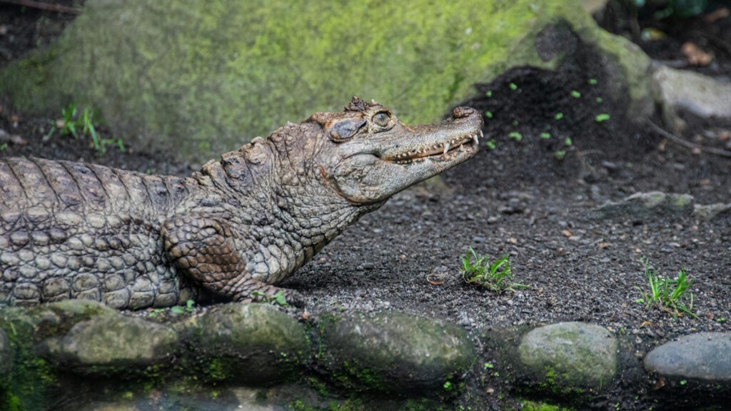 A detailed view of a caiman resting on rocks in its natural environment, showcasing its textured skin.