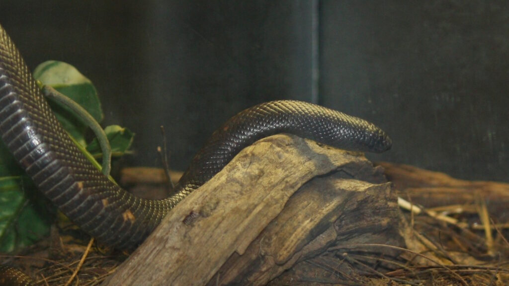 A dark, glossy Calabar python slithering over a piece of wood, surrounded by leaves and twigs in a naturalistic setting.