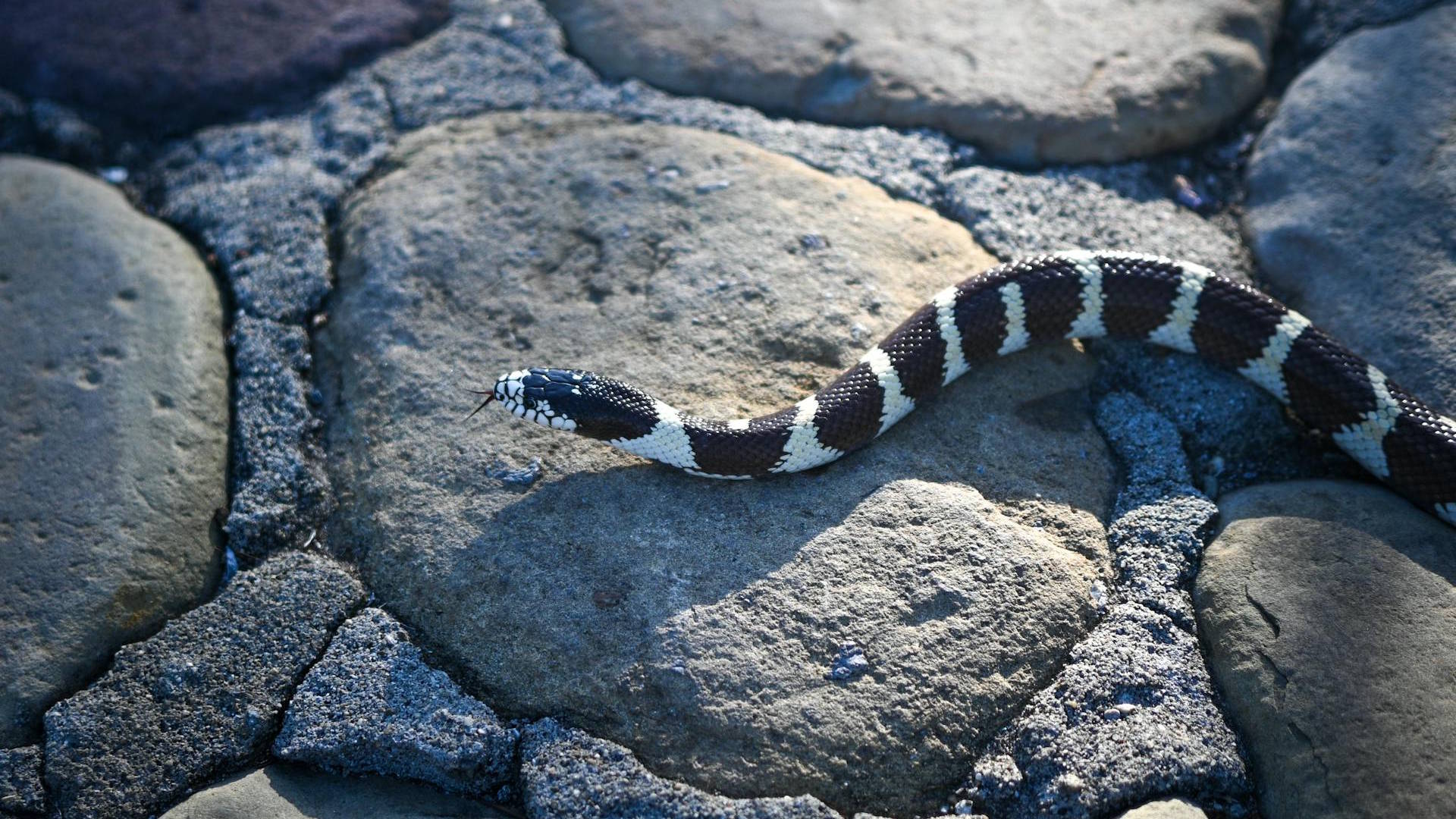 How Long Can a Non-Venomous Snake Go Without Eating?