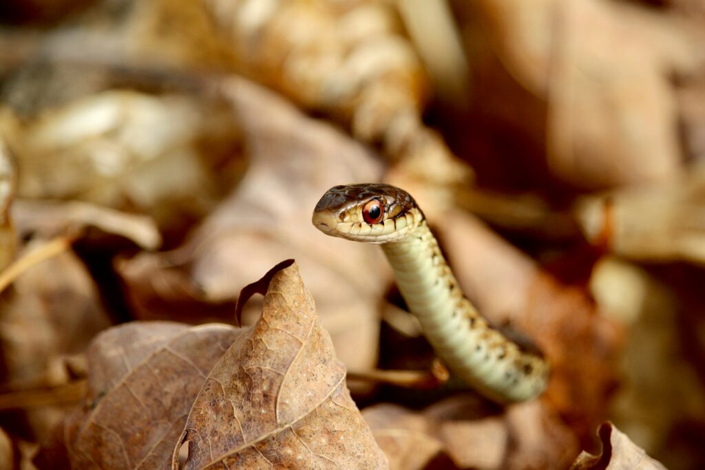 Snake on the ground, partially hidden in the leaves.