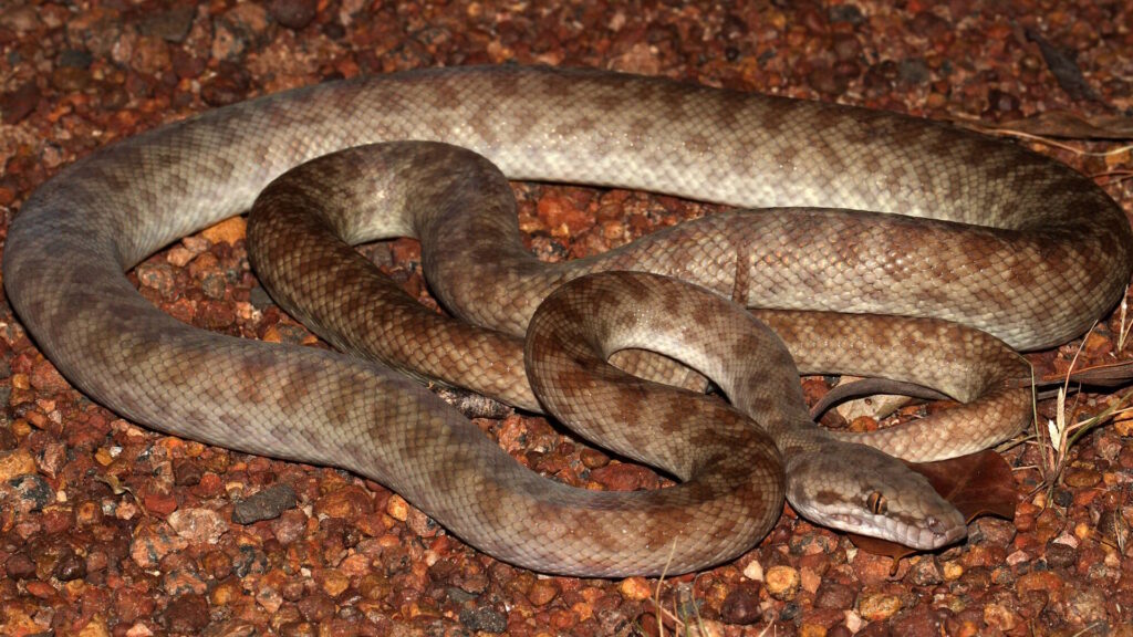 A Children's python with smooth, brownish-tan scales lies coiled on reddish gravel.