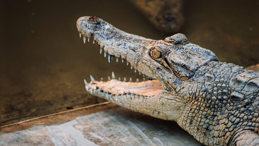 Detailed close-up of a Mugger Crocodile in Bangladesh, showing its teeth and textured skin.