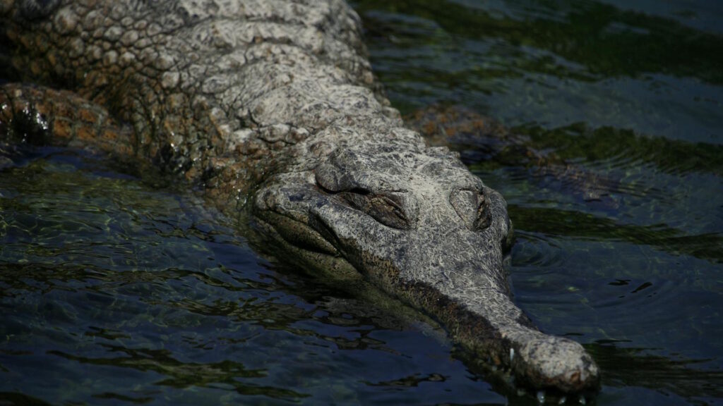Close-up of a crocodile swimming in Valencia, showcasing its textured skin and natural habitat.