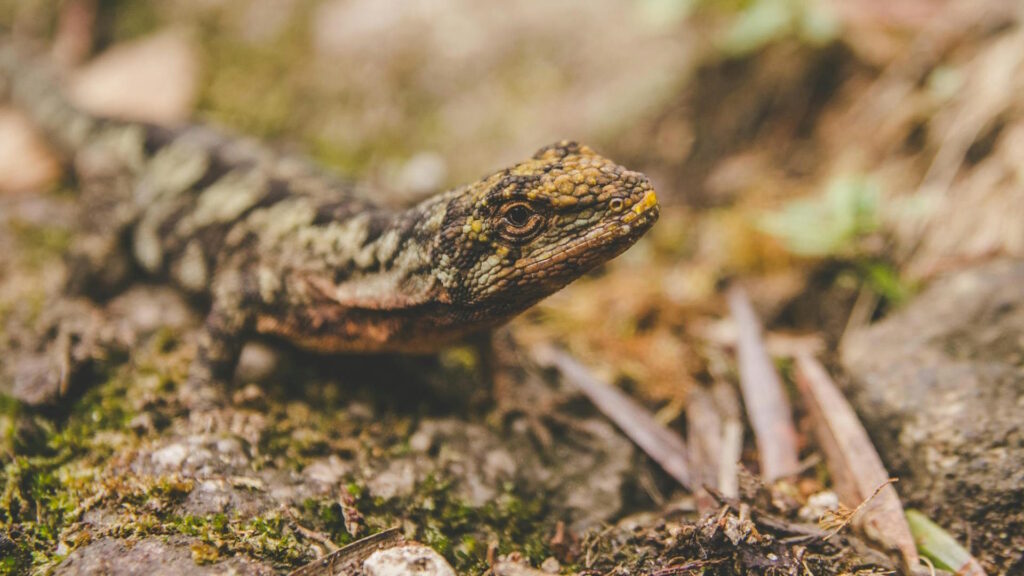 Close-up of a lizard resting on moss-covered ground in nature