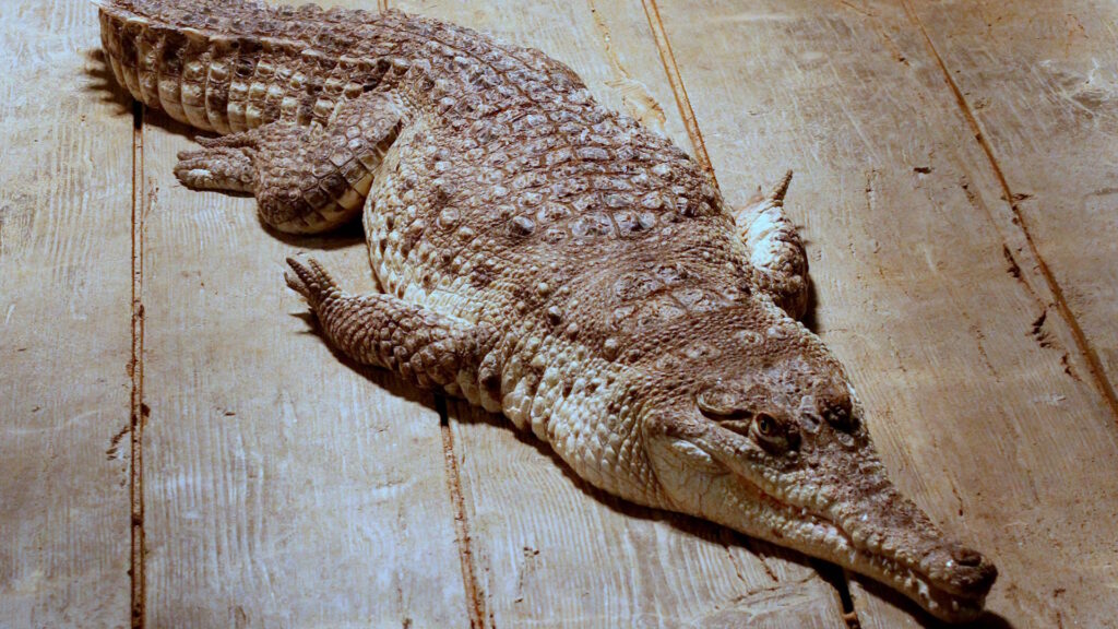 Close-up of an Orinoco crocodile lying on a wooden surface, showcasing its scaly skin and long snout