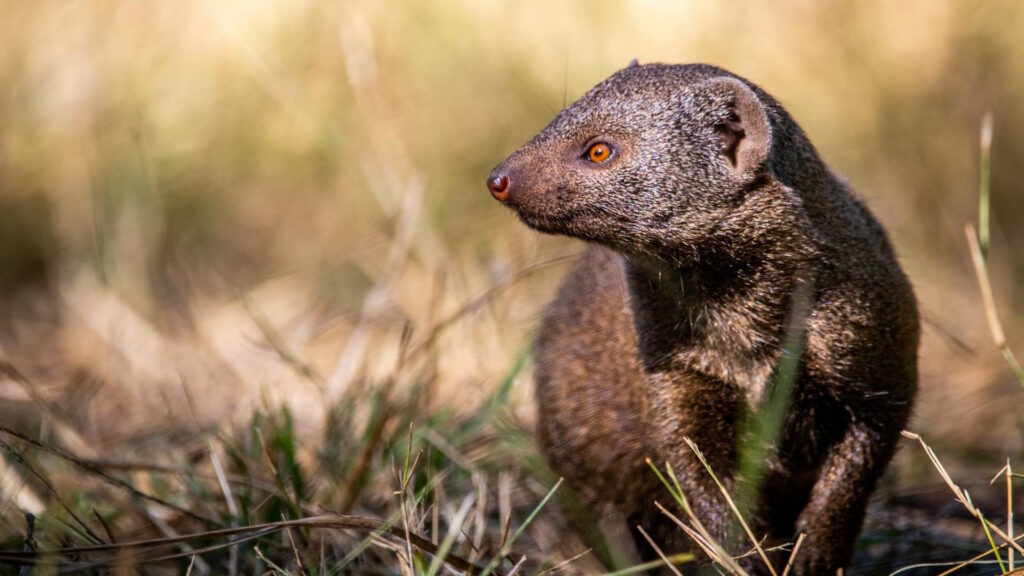 A ruddy mongoose (Herpestes smithii) attentively watches in South African grasslands.