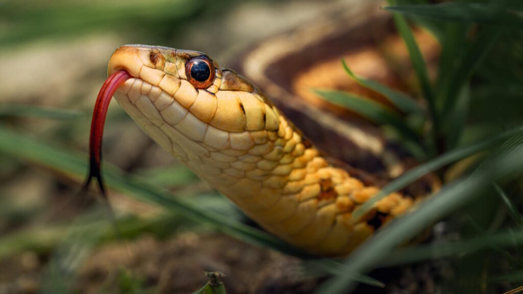Vibrant garter snake close-up with flickering forked tongue and textured scales.