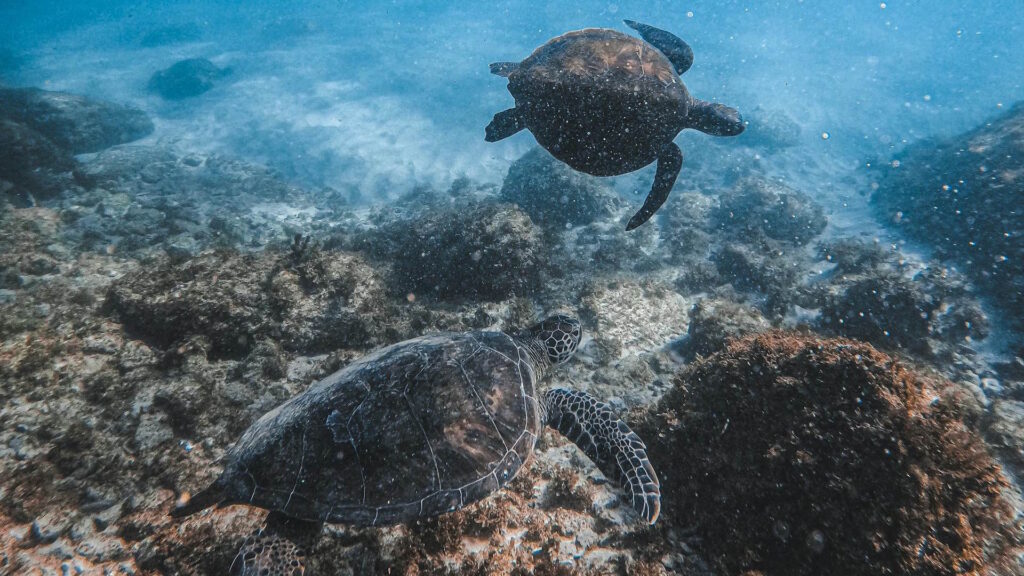Two marine turtles gracefully swimming underwater over a rocky seabed.