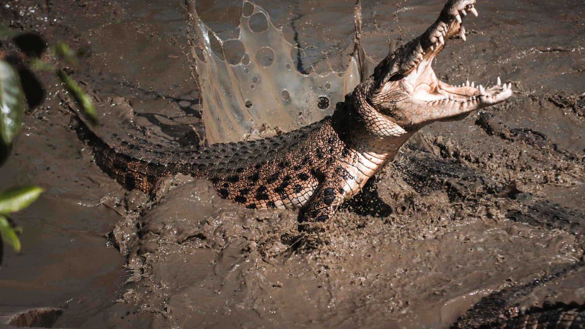 Dynamic image of a crocodile splashing in muddy waters, capturing its wild nature.