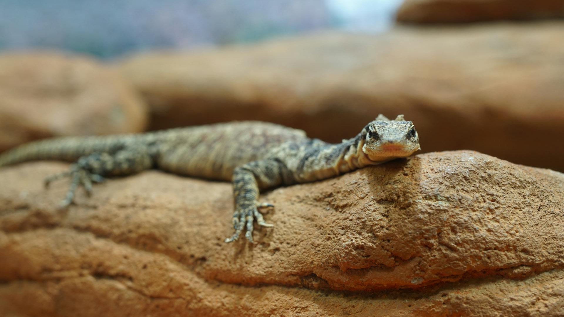 Why Some Lizards Are Venomous – A Surprising Discovery